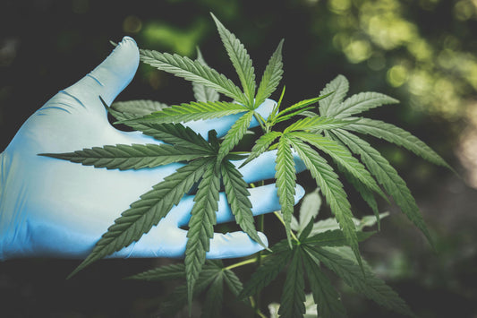 CBD Oil: Benefits, Uses, and Side Effects You Should Know