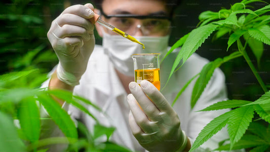 Complete Guide to Gold Bee CBD Gummies & Oils